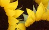 00941_sunflowers_2560x1600.jpg