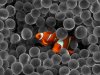 clownfish.jpg