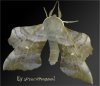 Moth by sprucemagoo1.jpg