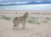 Dog On Beach.jpg