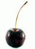 Black cherry.gif