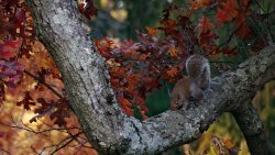 Squirrel Cincinnati gbc11082020.jpg