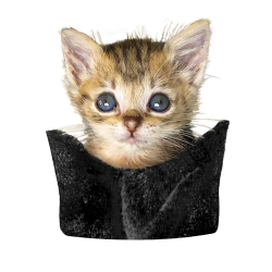 Pocket kitten.png