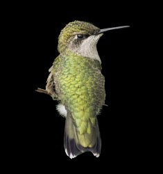 Bird-with-Black-Background.jpg