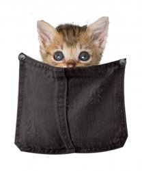 kitty in black pocket without background.jpg