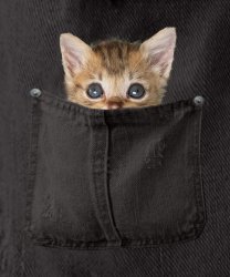 kitty in black pocket with background.jpg