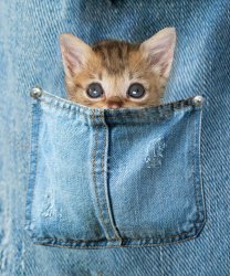 kitty in pocket with background.jpg