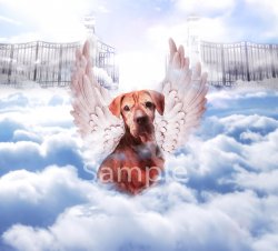 Dog in clouds WM.jpg