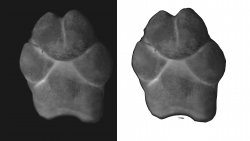 Paw Print2.jpg