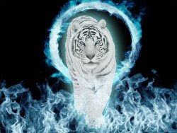 snow-tiger-blue-fire.jpg