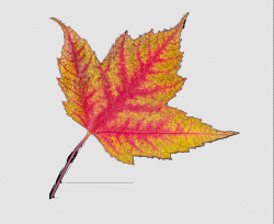 Leaf2.png