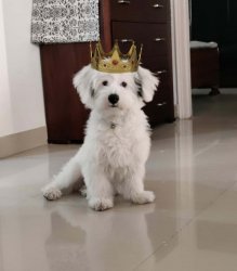 crowned doggo.jpg