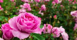 1775-Before-Grow-Roses-Header-OG.jpg