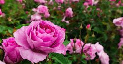 1775-After-Grow-Roses-Header-OG.jpg