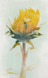 watercolor flower.jpg