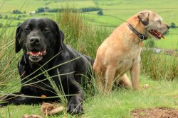 lab in grass.jpg