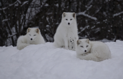 arctic foxes.png