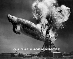 Hindenburg_Manatee_4_B&W.jpg