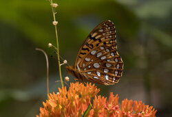 Aphrodite Fritillary 3 need help 07022022.jpg