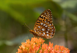 butterfly edited with color adjust REV.jpg