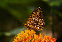 Aphrodite Fritillary_4b.jpg