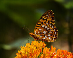 Aphrodite Fritillary_4b_4x5-crop.jpg