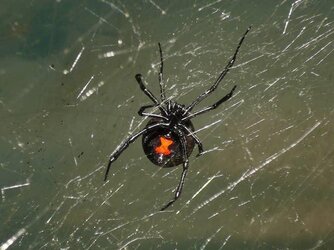 black-widow-spiders-in-new-jersey.jpg