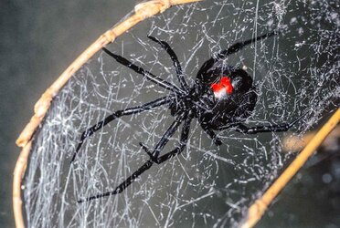 Southern-Black widow_10RGB.jpg