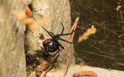 black-widow-in-web-2.jpg