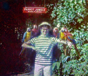 parrot jungle.jpg