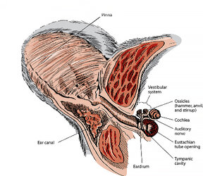 BearEarAnatomy_01.jpg