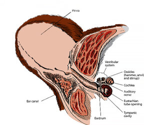 BearEarAnatomy_02.jpg