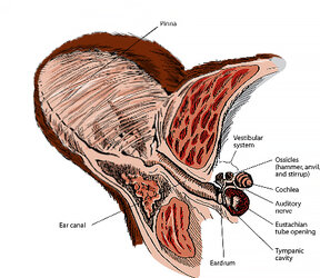 BearEarAnatomy_03.jpg