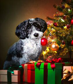 Christmas-pooch.jpg