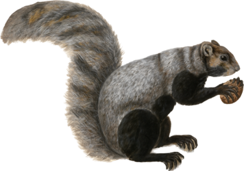 Squirrel.png