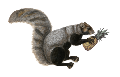 Squirrelf.png