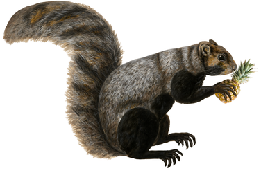 Squirrel copy.png