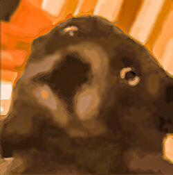 dog-focus-adj.jpg