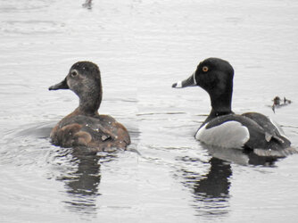 Ring-necked Duck c (5).jpg