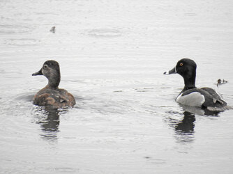 Ring-necked Duck (5).JPG