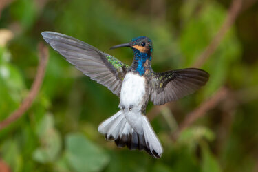 HummingbirdWing_01.jpg