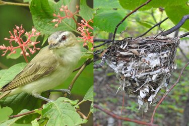 Nest 3.jpg