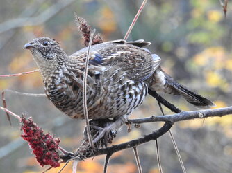 Ruffed grouse (Bonasa umbellus) (16).JPG