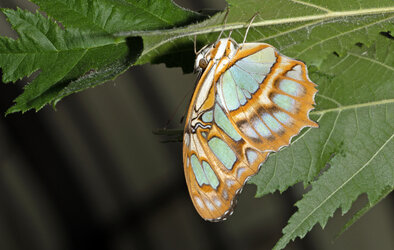 Malachite 06082024.jpg