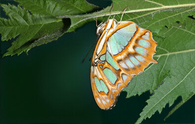 Malachite 06082024chrisdesign.jpg