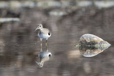 Sandpiper.jpg