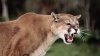 gty_mountain_lion_ll_120702_wg.jpg