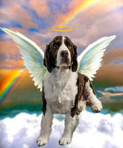 Tucker-with-wings.jpg