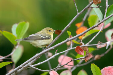 DSC_4650-BlackpollWarbler.jpg