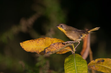 DSC_6106-CommonYellowthroat1.jpg